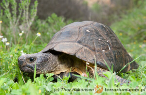 Testudo marginata – żółw obrzeżony