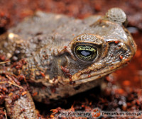 Bufo marinus – ropucha aga