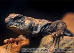 Uromastyx ocellata – biczogon oczkowany