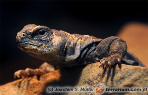 Uromastyx ocellata – biczogon oczkowany