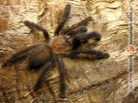 Lampropelma nigerrimum