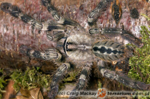 Poecilotheria vittata – ptasznik