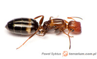 Camponotus truncatus