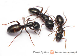 Camponotus spp.