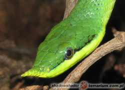 Rhynchophis boulengeri – rogowąż Boulengera