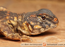 Uromastyx geyri