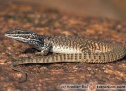 Varanus acanthurus – waran kolczastoogonowy