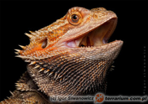 Pogona vitticeps – agama brodata