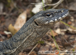 Varanus rosenbergi – waran