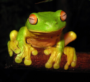 Litoria chloris