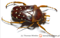 Stephanorrhina spp.