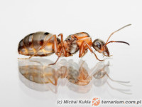 Formica rufibarbis – pierwomrówka krasnolica