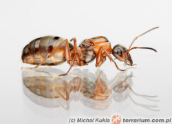 Formica rufibarbis – pierwomrówka krasnolica