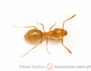 Lasius umbratus – podziemnica ciepłolubna