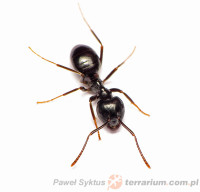 Lasius spp.