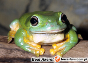 Litoria splendida