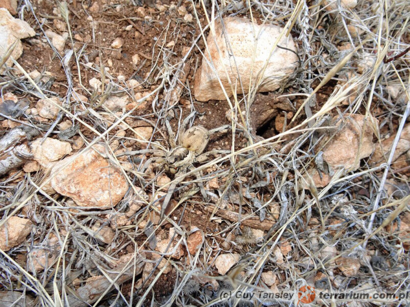 Lycosa praegrandis - lokalizacja Cypr