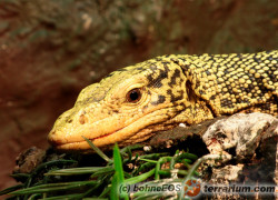 Varanus melinus