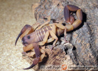 Babycurus gigas – skorpion