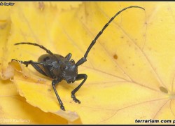 Coleoptera – chrząszcze