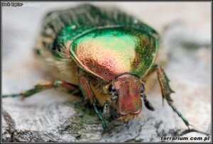 Scarabaeidae – poświętnikowate