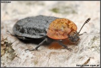 Silphidae – omarlicowate