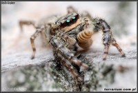 Skakunowate (Salticidae) – Lista gatunków występujących w Polsce