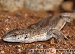 Varanus brevicauda – waran karłowaty