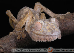 Uroplatus henkeli