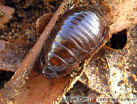 Macropanesthia rhinoceros