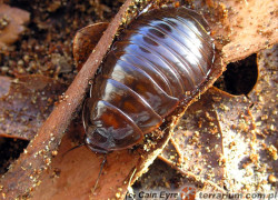 Macropanesthia rhinoceros