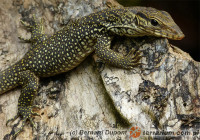 Varanus bengalensis – waran bengalski