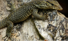 Varanus bengalensis – waran bengalski