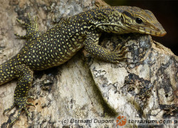 Varanus bengalensis – waran bengalski