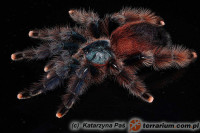 Avicularia braunshauseni – ptasznik