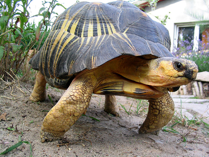 Astrochelys radiata - żółw promienisty