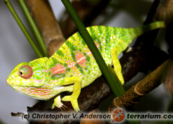 Furcifer major – kameleon