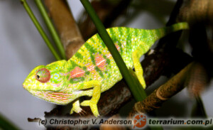 Furcifer major – kameleon