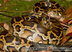 Python molurus – pyton tygrysi