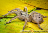 Pterinochilus lugardi – ptasznik