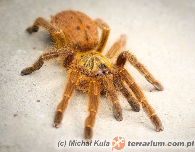 Odmiana "Usambara" - Pterinochilus murinus - ptasznik słoneczny