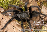 Haplopelma minax