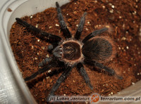 Tliltocatl (Brachypelma) sp. „angustum”