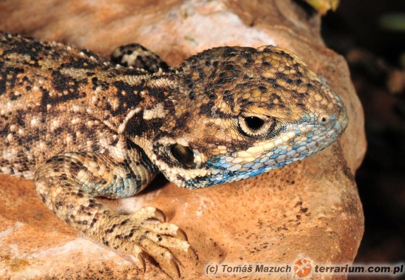 Xenagama batillifera - agama