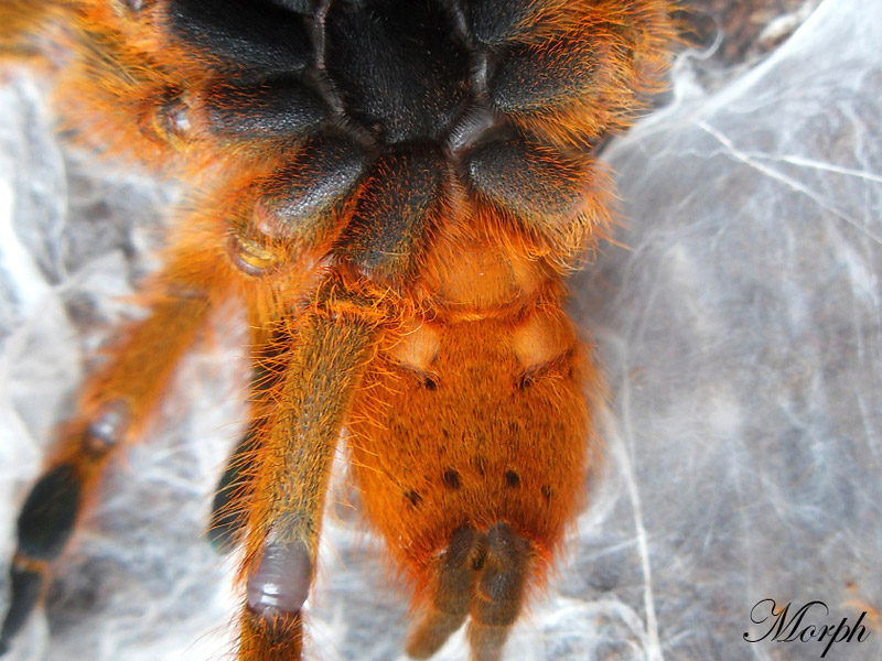 Ventral samicy "RCF" - Pterinochilus murinus - ptasznik słoneczny