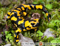 Salamandra salamandra – salamandra plamista