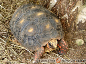 Chelonoidis (Geochelone) carbonarius – żółw żabuti, żabuti czarny