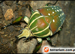 Mecynorhina polyphemus confluens