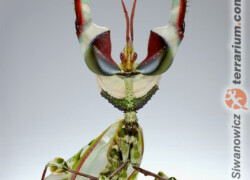 Idolomantis diabolica – modliszka diabelska