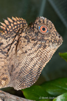 Gonocephalus chamaeleontinus – agama kątogłowa, kątogłówka kameleonowata, drakun kameleonowaty